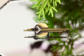 DSC_0514.png